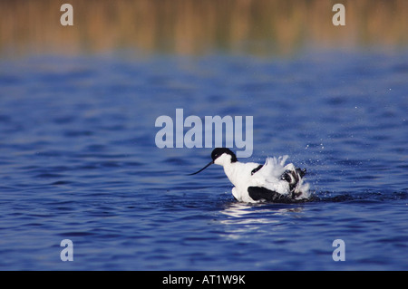 Pied Avocetta Recurvirostra avosetta adulto balneazione Parco Nazionale del lago di Neusiedl Burgenland Austria Aprile 2007 Foto Stock