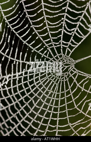 Gelo su una spider web in un giardino inglese Foto Stock