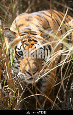 Tigre maschio, Panthera tigri, Staring al Parco Nazionale di Kanha, Madhya Pradesh, India. Foto Stock