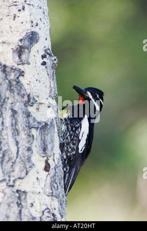 Williamson's Sapsucker Sphyrapicus thyroideus maschio adulto su Aspen Tree Rocky Mountain National Park Colorado USA Giugno 2007 Foto Stock