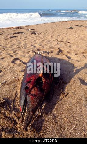 Un delfino comune morto su una spiaggia Thurlestone South Devon in Gran Bretagna Foto Stock