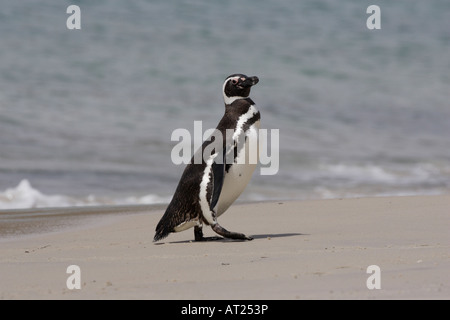 Magellanic Penguin sulla nuova isola Falkland Foto Stock