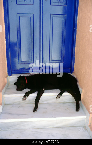 Cane dorme in porta Foto Stock