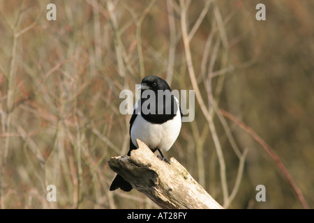 Gazza Pica pica Regno Unito Foto Stock