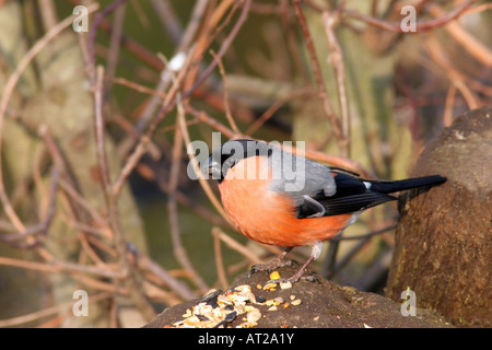 Bullfinch maschio Pyrrhula pyrrhula Foto Stock