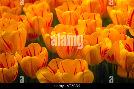 I tulipani Foto Stock