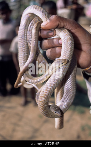 Nastrare Racer. Argyrogena fasciolata Non velenose non comune. Kalbeliya incantatori di serpenti del Madhya Pradesh, India Foto Stock