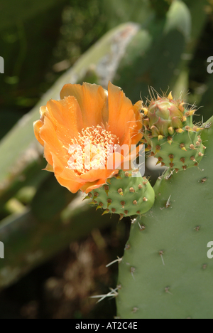 Engelmann Ficodindia in fiore a Vila nova de Milfontes Foto Stock