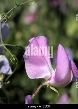 Lathyrus odoratus Foto Stock