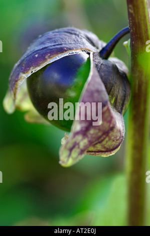 Physalis philadelphica Tomatillo viola Foto Stock