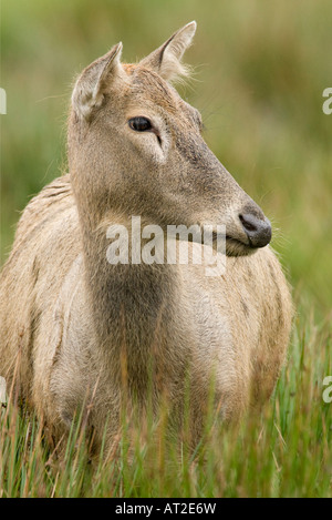 Pere Davids deer Elaphurus davidianus Foto Stock