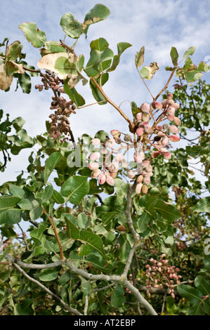 albero di pistacchio Foto Stock