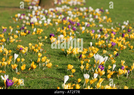 Crochi multicolore tappeto Iridaceae crescono sui prati in primavera Foto Stock