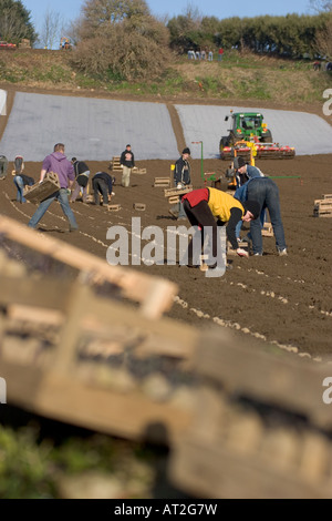 I lavoratori polacchi piantagione Jersey Royal patate , Jersey , Isole del Canale Foto Stock