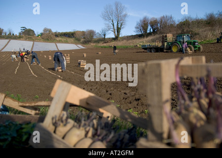 I lavoratori polacchi piantagione Jersey Royal patate , Jersey , Isole del Canale Foto Stock