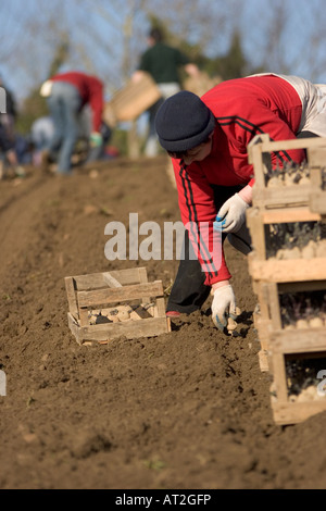 I lavoratori polacchi piantagione Jersey Royal patate , Jersey , Isole del Canale Foto Stock