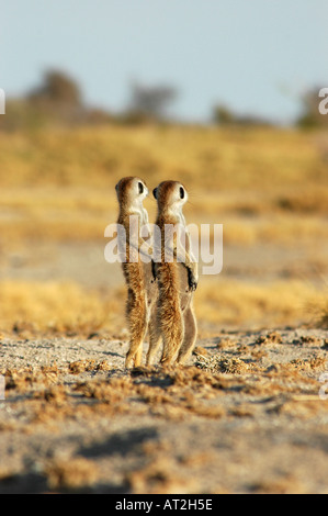 Due Meerkats avviso in mattina presto alla ricerca di predatori Foto Stock