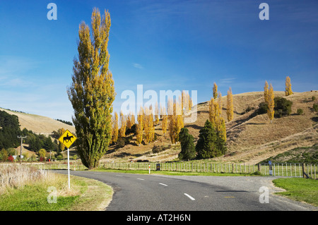 Strada e Pioppi vicino a Bay View vicino a Napier Hawkes Bay Isola del nord della Nuova Zelanda Foto Stock