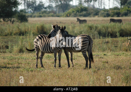 Due Burchells zebra Equus burchelli nel tardo pomeriggio a Tubu tree safari camp di Okavango Delta Botswana Sud Africa Foto Stock
