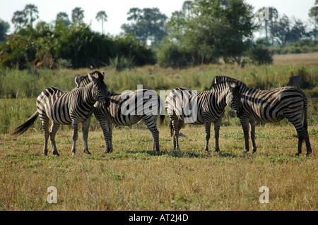 Due Burchells zebra Equus burchelli nel tardo pomeriggio a Tubu tree safari camp di Okavango Delta Botswana Sud Africa Foto Stock