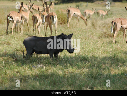 Facoceri Phacochoerus aethiopicus e impala Aepyceros melampusat Nxai pan national park nel deserto del Kalahari Botswana sud Foto Stock