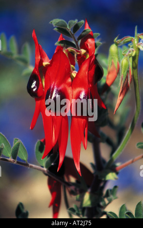 La Sturt Desert Pea fiori CLIANTHUS FORMOSUS vite di massa, NSW, Australia Foto Stock