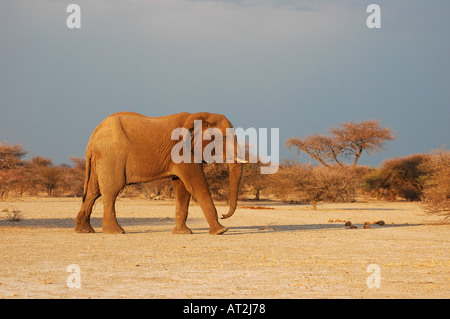 Elefante africano Loxodonta africana contro il cielo scuro a Nxai Pan National Park nel deserto del Kalahari Botswana Sud Africa Foto Stock