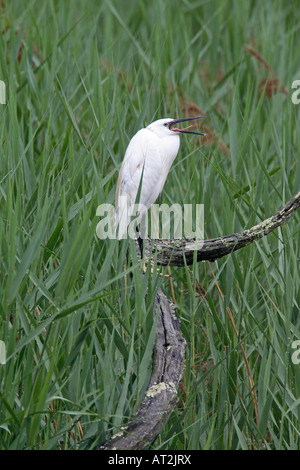 Garzetta Egretta garzetta appollaiate su albero morto in canne chiamando Foto Stock