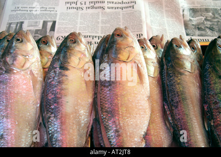 Pesce fresco in vendita visualizzati sul giornale su una bancarella al mercato di domenica a Kuching, Sarawak, Borneo, Malaysia Foto Stock