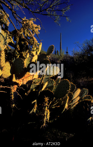 Nel tardo pomeriggio inverno il sole splende su cactai nel Parco nazionale del Saguaro in Tucson in Arizona USA Foto Stock
