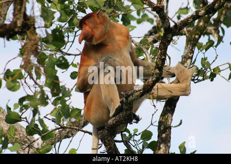 In via di estinzione proboscide monkey nelle mangrovie di Telok Assam in Bako National Park, Stati di Sarawak, nel Borneo, Malaysia Foto Stock