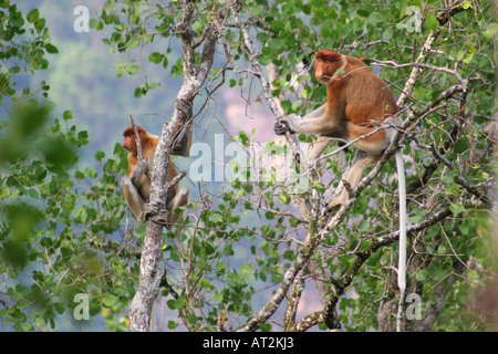 In via di estinzione proboscide scimmie nelle mangrovie di Telok Assam in Bako National Park, Stati di Sarawak, nel Borneo, Malaysia Foto Stock