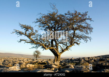 Alberi che crescono su un pavimento di pietra calcarea sopra Horton-in-Ribblesdale nel Parco Nazionale Yorkshire Dales, Regno Unito Foto Stock