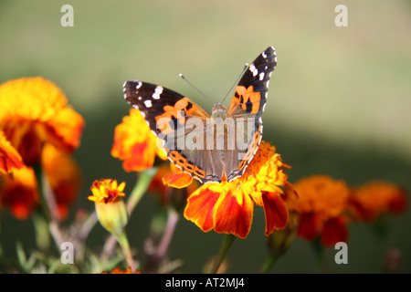 Farfalla in appoggio su un tagete nell'Annapurna mountain range durante le escursioni, l'Himalaya, il Nepal Foto Stock