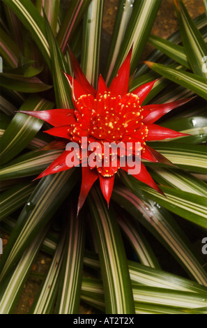 Guzmania, una pianta flowering in bromeliad famiglia Foto Stock