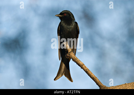 Forcella-tailed Drongo (Dicrurus Adsimilis), Ruaha National Park, Tanzania Africa Foto Stock