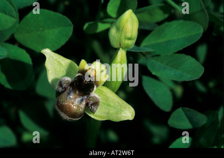 Bumblebee Orchid Ophrys bombyliflora blooming Samos isola greca Grecia Aprile 1994 Foto Stock