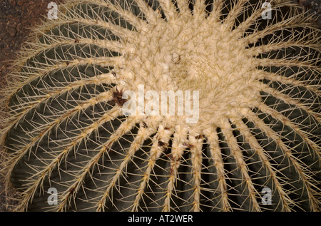 Golden barrel cactus, una pianta nativa del Messico centrale sulla lista rossa delle piante minacciate. Echinocactus grusonii Foto Stock