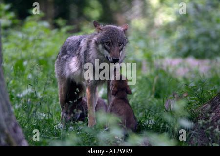 European Wolf Canis lupus Foto Stock