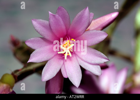 Forest Cactus/Pasqua gaertneri Cactus-Hatiora-syn. Schlumberegera/Rhipsalidoposis-Family Cactaceae Foto Stock