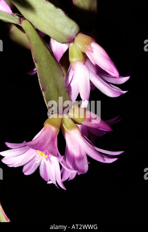 Forest Cactus/Pasqua gaertneri Cactus-Hatiora-syn. Schlumberegera/Rhipsalidoposis-Family Cactaceae Foto Stock