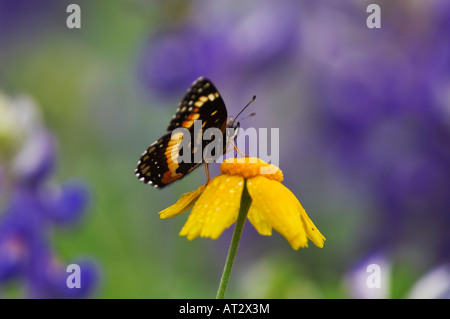 Confina Patch Chlosyne lacinia adulto bere da pianure Bitterweed fiore della contea di Comal Hill Country Texas USA Foto Stock