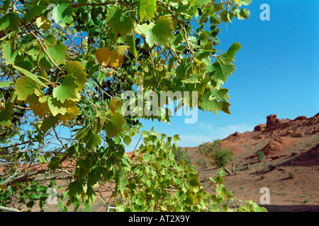 Filiale di una peluria Poplar Tree. Khermen Tsav canyon, Gurvansaikhan national park, deserto dei Gobi e Mongolia Foto Stock