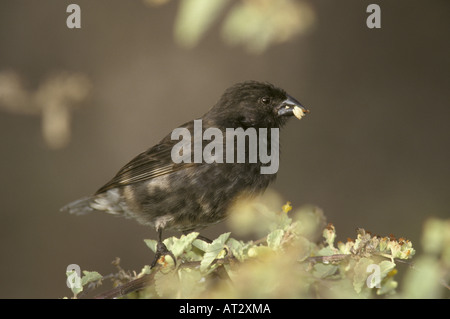 Piccola Massa Finch Geospiza fuliginosa Galápagos Foto Stock