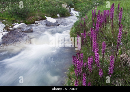 Ruscello di montagna e fiori selvatici Elephanthead lousewort Ouray San Juan Mountains Montagne Rocciose Colorado USA Foto Stock