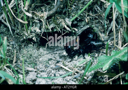 Campo Cricket Gryllus campestris maschio cantare nella parte anteriore del burrow Goldau Svizzera Maggio 1998 Foto Stock