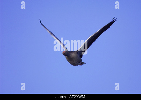 Graylag Goose Anser anser adulto in volo il Parco Nazionale del lago di Neusiedl Burgenland Austria Aprile 2007 Foto Stock