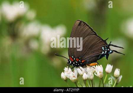 Grande viola Hairstreak Atlides halesus maschio su False aglio Nothoscordum molluschi Enchanted Rock Stato Area Naturale Texas USA Foto Stock