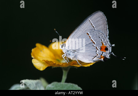 Grey Hairstreak Strymon melinus maschio su Bastardia Bastardia viscosa Starr County Rio Grande Valley Texas USA Maggio 2002 Foto Stock