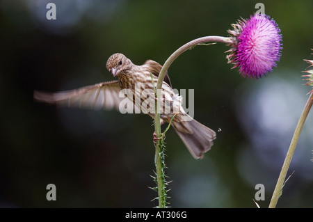 House Finch Carpodacus mexicanus femmina adulta su thistle Hill Country Texas USA Aprile 2007 Foto Stock